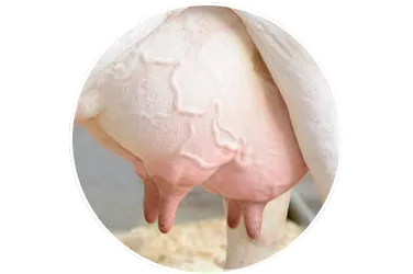 Italmas VD
