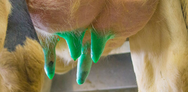 Mastitis treatment and prevention. How to minimize treatment costs?